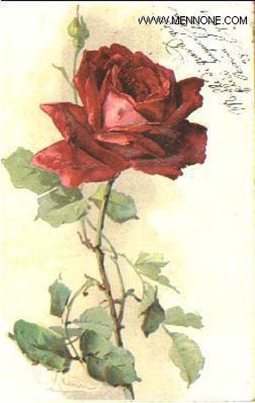 Rose2