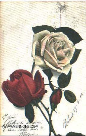 Rose3